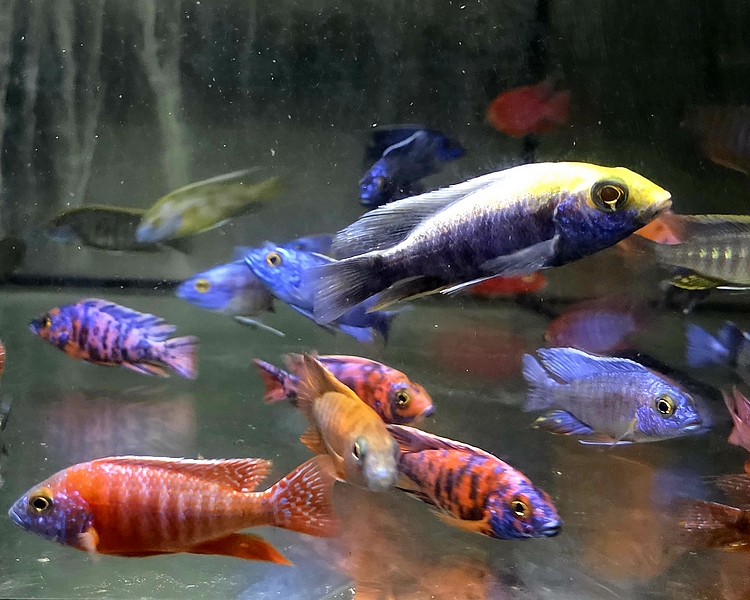 Assorted X-Large African Cichlid ~ 8cm - 10cm